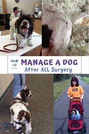 How To Manage A Dog After Acl Surgery Fidose Of Reality
