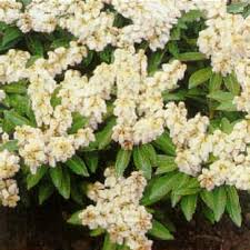 Image result for Pieris japonský debutante obrázek