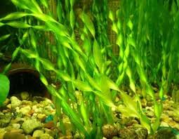 10 Plantes D Aquarium Sans Substrat Aquarium Plante Jardin D Eau