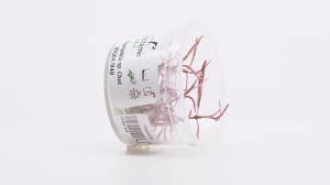 Image result for Hygrophila cataractae