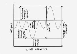 Image result for Vital Capacity