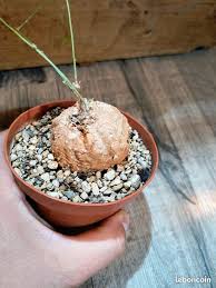 Image result for Momordica boivinii