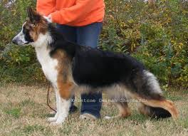 This little puppy comes from working bloodlines of gsds I Think I Am Going To Get A Panda German Shepherd Aren T They Stinking Cute Album On Imgur