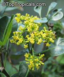 Image result for Psychotria palustris