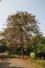 Image result for Terminalia catappa