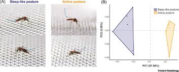 They have an uncanny ability to sense our murderous intentions, taking. Do Mosquitoes Sleep Trends In Parasitology