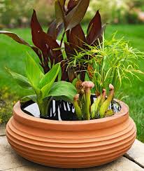 Maybe you would like to learn more about one of these? Easy Diy Container Water Gardens The Garden Glove