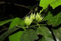 Image result for Oncinotis tenuiloba