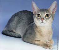 Tabby cats are some of the most common cats in the world. Abyssinian Cat Breed Facts And Personality Traits Hill S Pet
