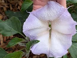 Image result for Datura