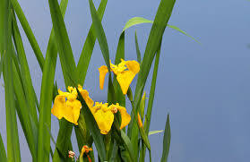 Iris flowers aren't fussy in the slightest. How To Grow And Care For Yellow Flag Iris