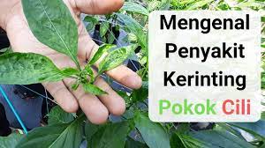 Masalah daun kerinting dan kerekot. Aduh Kerinting Pula Pokok Cili Ni Youtube