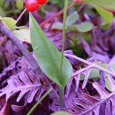 Image result for Malaxis