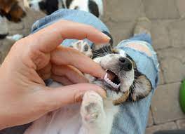 How long does the biting stage last in puppies? Puppy Teeth Everything You Need To Know Petmd