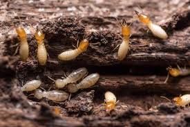 Terbitan bermutu studio anai anai. Termite Control Elite Pest Management Johor Bahru
