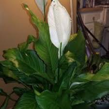 Check spelling or type a new query. Ask A Question Forum Overwatered Peace Lily Garden Org