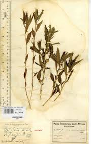 Image result for Afrohybanthus enneaspermus