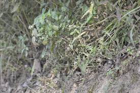 Image result for Hypoestes triflora