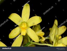 Image result for Ansellia africana