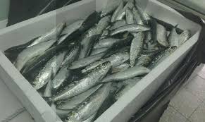 Like e ponha um comentário, se você gostou deste vídeo! S Joao De Braga Preco Da Sardinha Diminuiu E A Qualidade Aumentou Semanario V