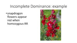 Other Types Of Inheritance Ppt Download