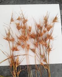 Image result for Themeda triandra