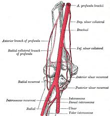 Bodytomy provides a labeled iliac artery diagram to help you understand the anatomy and function of the the ascending aorta performs the function of supplying blood to the head, neck, and the arms. Deep Artery Of Arm Wikipedia