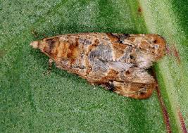 Image result for Lobesia botrana grapevine