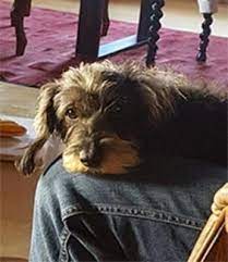 kleine dackeldame sucht neues zuhause in rheinland pfalz grunstadt hund sucht zuhause dackel neues zuhause