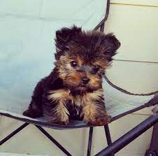 Yorkshire Terrier Puppy For Sale In Los Angeles Ca Adn 29028 On Puppyfinder Com Gender Mal Yorkshire Terrier Puppies Yorkshire Terrier Yorkshire Terrier Dog