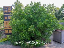 Image result for Myrica