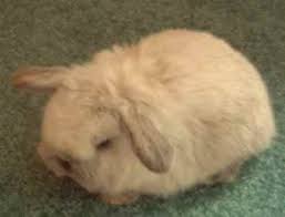 7 Bunnies Ideas Mini Lop Bunny Plush Cute Bunny