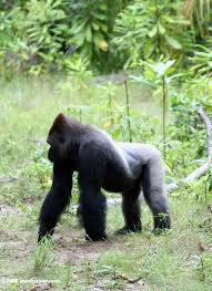 Silverback Gorilla Image Location Evengue Gorillas Loango National Park In Gabon Central Africa