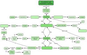 Breathing Circulatory And Respiratory Systems Siyavula