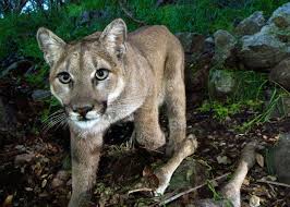 Native to the americas, its range spans from the canadian yukon to the southern andes in south america and is the most widespread. What To Do If You See A Cougar In The Wild Oregonlive Com