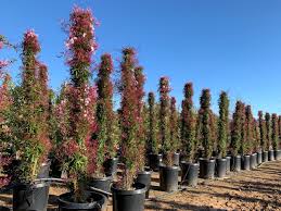 Image result for Jasminum stenolobum