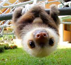 Adorable Sloth Cute Baby Sloths Cute Animals Baby Animals Pictures