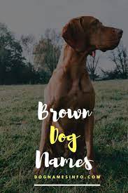 Naming your new female pup after a favorite food or sweet snack is always a great choice, especially if you're a foodie. Brown Dog Names 2021 121 Perfect Unique Name Ideas For Your Pup