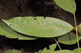 Image result for Connaraceae