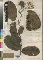 Image result for Dactyladenia