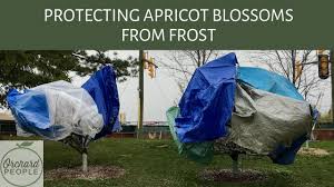 Before choosing the best way to winterize your potted evergreen or fruit tree, consider this. Preparing Fruit Trees For Winter In Five Easy Steps