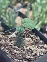 Image result for Dorstenia schliebenii