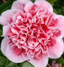 Volunteer Camellia Anthony Tesselaar Plants