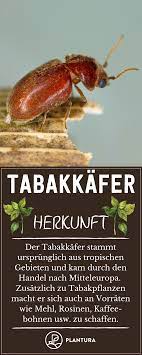 Tabakkafer Den Zigarrenfeind Erkennen Bekampfen Plantura Schadlinge Schadlinge Im Garten Engerlinge