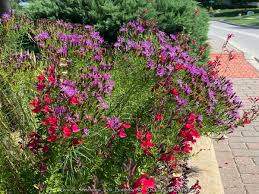 Image result for Vernonia kirkii