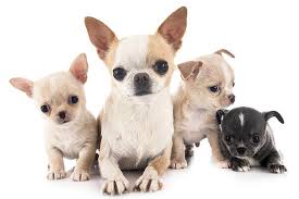 We also feature all the chihuahua sires and dams of the chihuahua puppies on our site. Chihuahua Dog Breed Information