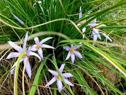 Image result for Xerophyta wentzeliana