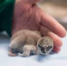 Name That Baby Penguin Baby Animals Baby Penguins Animals