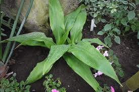 Image result for Chlorophytum macrophyllum