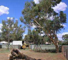 Check spelling or type a new query. 12 Jims Tree Removal Brisbane Ideas Tree Removal Tree Removal Service Tree Lopping